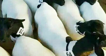如何加工牛羊飼料？
